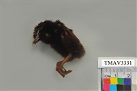 藏品(白腹秧雞)的圖片